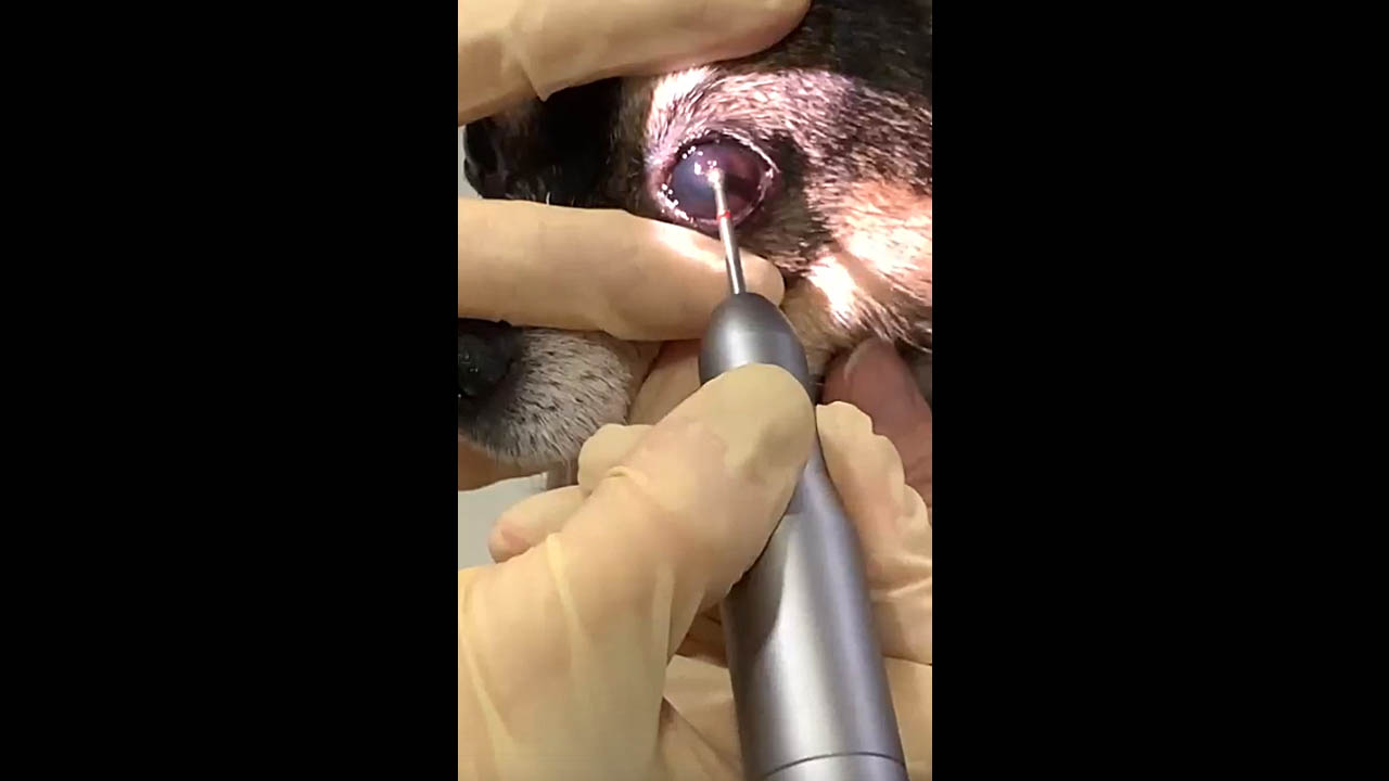 Офтальмологический алмазный бор iVet на реальном пациенте