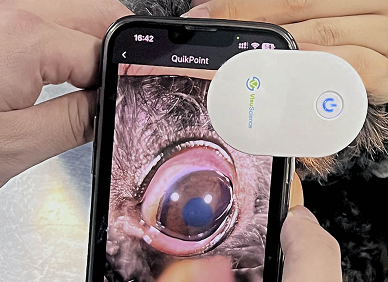 QuikVue Plus для мониторинга глаз животных: домашняя фотофиксация и телемедицина