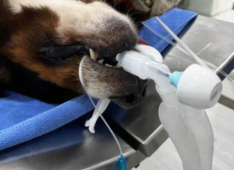 Монитор апноэ для животных