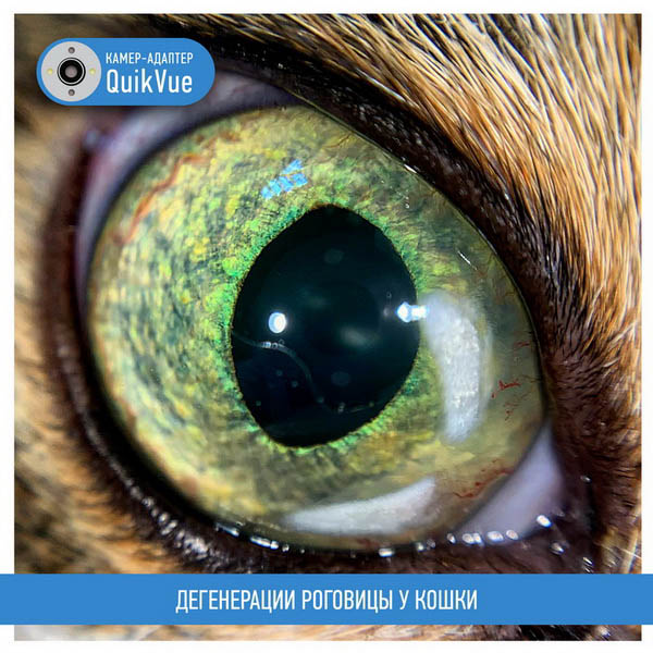 Дегенерация роговицы у кошки