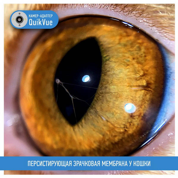 Персистирующая зрачковая мембрана у кошки