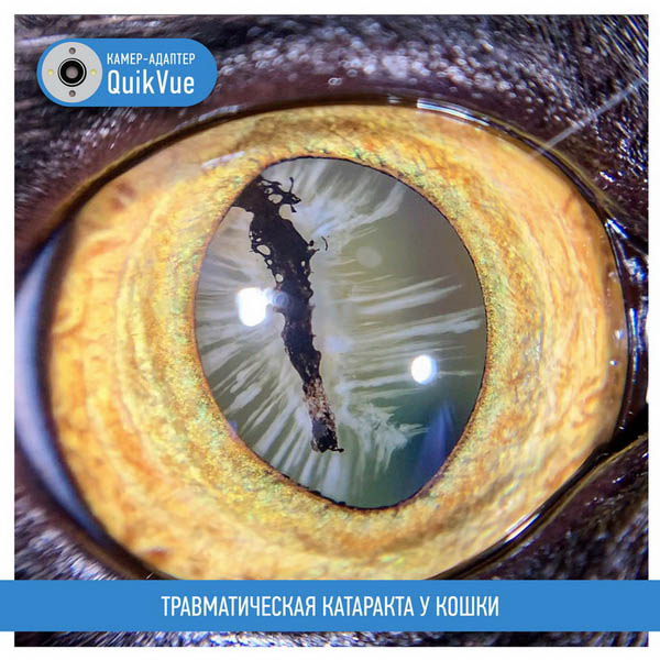 Травматическая катаракта у кошки