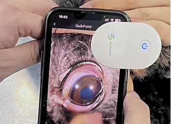 QuikVue Plus для мониторинга глаз животных: домашняя фотофиксация и телемедицина
