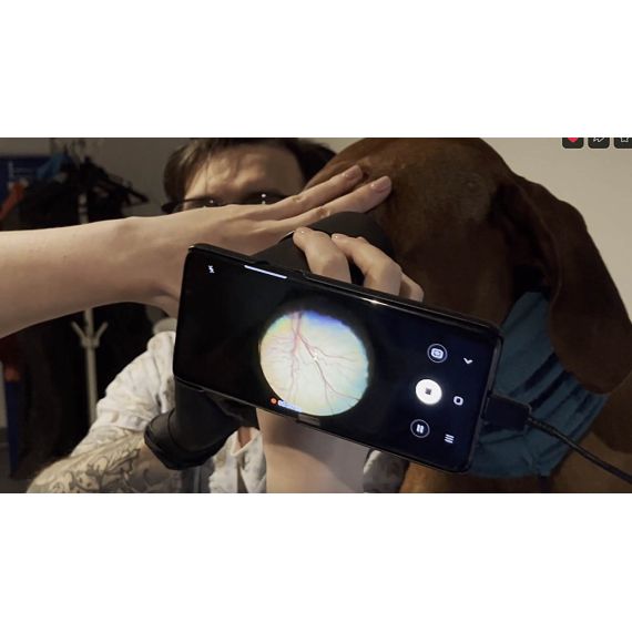 Снимаем офтальмоскопию на фундус-камеру iVet