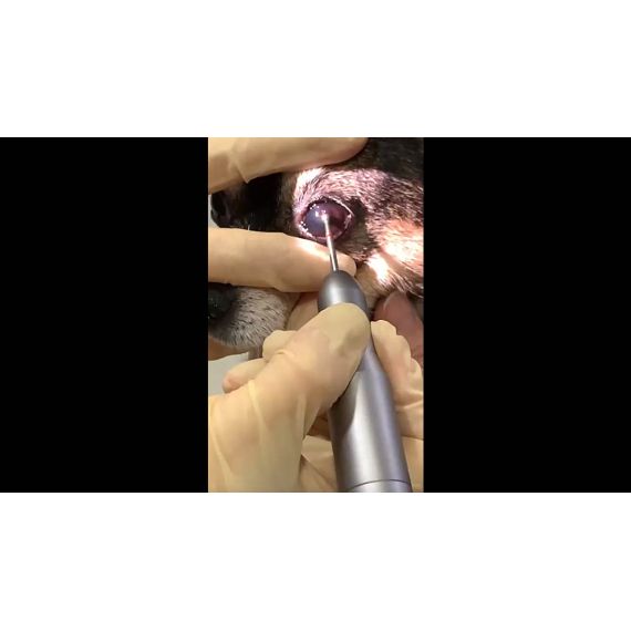 Офтальмологический алмазный бор iVet на реальном пациенте